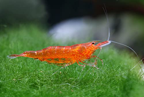 Garnelen Mandarinengarnele - Caridina thambipillai von Garnelen