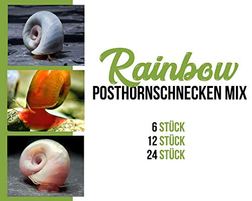 Garnelen Posthornschnecken Mix - Rainbow - Aquarium Schnecken - Algenvernichter Aquarium Algenbekämpfung, Menge:24 STK. von SATOHA