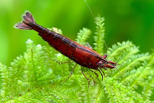 Garnelen Red Onyx Neocaridina davidi 'Red Onyx' von Garnelen