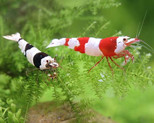 Garnelen Red & Black Bee Mix - Caridina logemanni von Garnelen