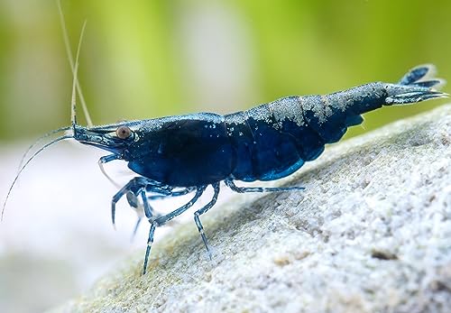 Garnelio - Blue Sapphire I Wundervolle tiefblaue Farbform I einfach in der Pflege I lässt Sich Prima vermehren I für Einsteiger geeignet von Garnelen