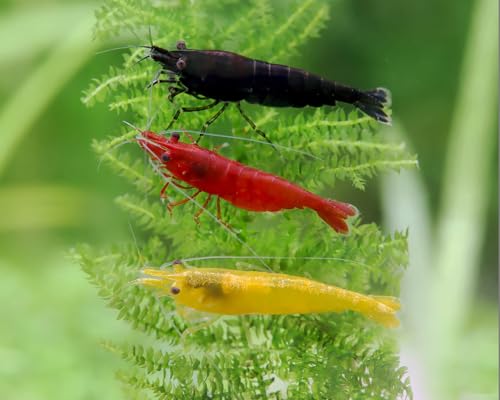 Garnelen Garnelio Deutscher Garnelenmix L | Neocaridina davidi für Aquarium & NanoCube fürs Aquarium - je 4X Black Sakura, Red Fire Yellow Fire 12st. von Garnelen