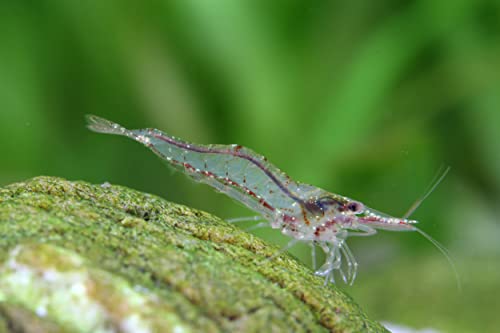 Garnelio - Taiwanesische Algengarnele I hübsche Neue Art I Keine Vermehrung in Süßwasser I mit schönem Muster I interessante Verhaltensweise von Garnelen