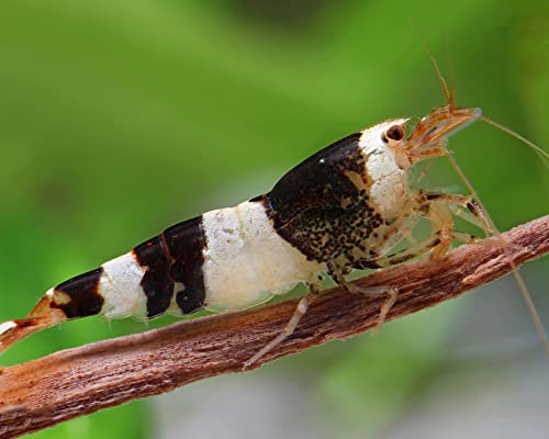 Schwarz-weiße Bienengarnele/Black Bee K4/K6 - Caridina logemanni von Garnelen