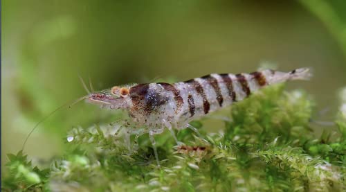 Zebragarnele, Streifengarnele - Caridina cf. babaulti 'Stripes' von Garnelen