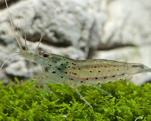 Garnelio - Amanogarnele - Caridina Japonica - 5er Gruppe von Garnelio Tiere