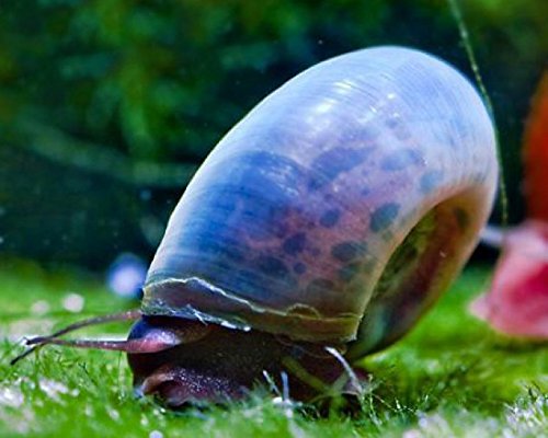 Garnelio - Avatar Posthornschnecke - Planorbella duryi duryi (Blaue PHS) - 5er Gruppe von Garnelio Tiere