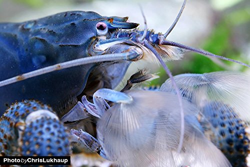 Garnelio - Blaue Gabunfächerhandgarnele 3er Gruppe - Monsterfächergarnele - Atya gabonensis Fächergarnele Garnele Aquarium von Garnelio Tiere