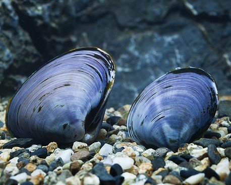 Garnelio - Blaue Herzmuschel - Polymesoda sp. - 2er Gruppe von Garnelio Tiere