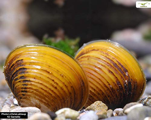 Garnelio - Goldene Körbchenmuschel - Corbicula javanicus - 5er Gruppe von Garnelio Tiere