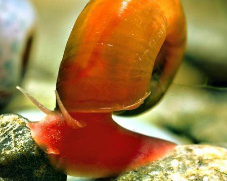 Garnelio - Rainbow Posthornschnecke - 5 St - Planorbella duryi duryi von Garnelio Tiere