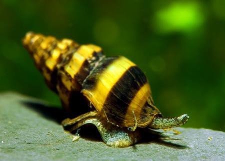 Garnelio - Raubschnecke - Anentome helena - 50er Gruppe - natürliche Schneckenfalle von Garnelio Tiere