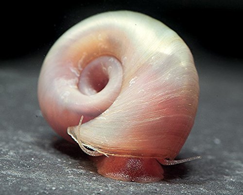 Garnelio - Rosa Posthornschnecke - Planorbella duryi duryi - 5er Gruppe von Garnelio Tiere