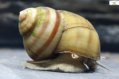 Teich Sumpfdeckelschnecke, 3 st. + 1 NH TOXEX Ball I Algen und Laubfresser I Gesundheitspoilzei im Gartenteich I Filtrierer I schönes geringeltes Gehäuse von Garnelio Tiere