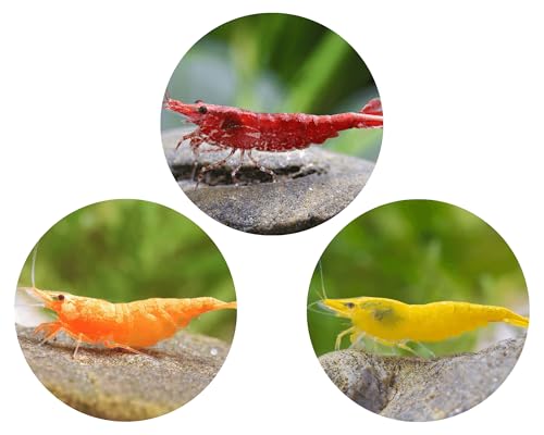 Anfänger Neocaridina Garnelen Set | Je 7X Red Fire, Orange Sakura & Yellow Fire Garnele fürs Aquarium | Pflegeleicht & ideal für Einsteiger | Perfekt für Nano-Aquarien ab 20L von Garnelio