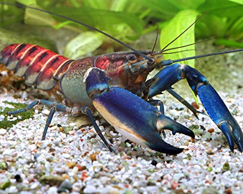 Garnelio Pink Coral Flusskrebs - Cherax warsamsonicus - Feuerscherenkrebs - Krebs für das Aquarium, Geschlecht:Zufällig von Garnelio