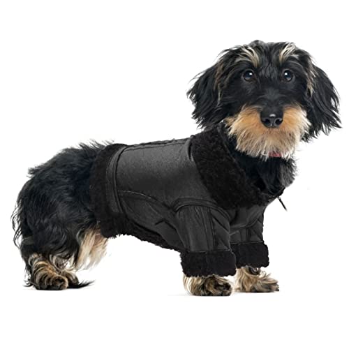 Gavigain Hundelederjacke, warm und gemütlich, Winddicht und stilvolles Motorraddesign für kleine mittelgroße Hunde (XL) von Gavigain