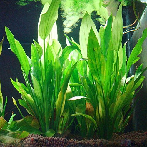 Gemini_mall® Künstliche Grünpflanze, Gras, Wasserpflanzen für Aquarium, Dekoration, Ornament, Dekoration, Kunststoffpflanzen von Gemini_mall