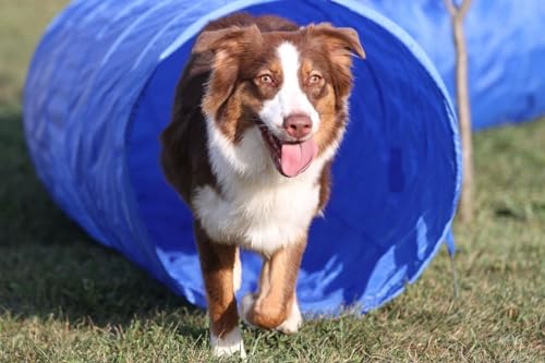 Agility-Hundetunnel 5 Meter – mit Aufbewahrungstasche – Hundetunnel, Spieltunnel – Tunnel für Hunde – Hundetraining, Sport und Wettkampf – Agility und Agility-Hund – Outdoor-Agility-Ausrüstung von Generic