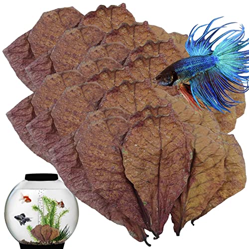 Aquarium Catappa Laub – Betta Garnelen Laub, Fisch Wasseraufbereiter Aquarium Laub | Fin Rot Treatmnt Catappa indisches Mandellaub, pH Balance Wasseraufbereiter für Garnelen, Wels, Frosch Habi von Generic