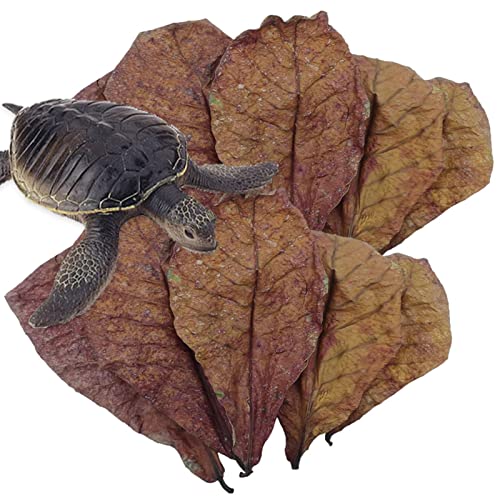 Aquarium Catappa Leaves - Betta Garnelenblätter, Fisch Wasseraufbereiter Aquarium Blätter | Catappa indische Mandelblätter, ph Balance Wasseraufbereiter für Garnelen, Wels, Frosch Lebensraum Zubehör von Generic