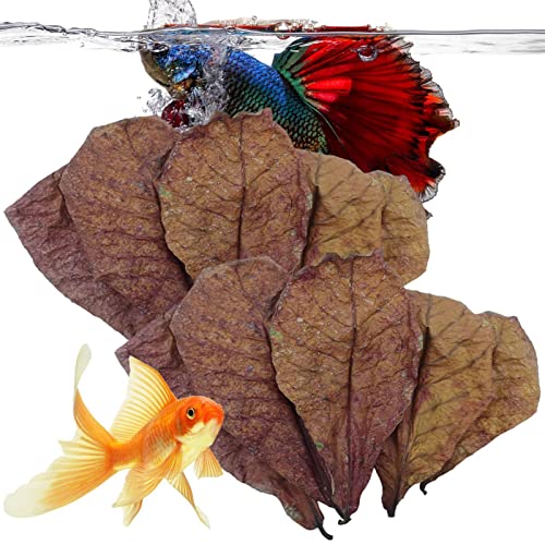 Aquarium Mandelblätter – Wasserblatt-Ergänzung, Mandelblätter für Betta-Fische, pH-Balance-Wasseraufbereiter, indische Mandelblätter für Aquarium, Schildkröten, Garnelen, Wels von Generic