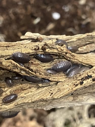 Asseln schwarz | Porcellio Leavis | Bodenpolizei für Terrarium | Futtertiere | Futterinsekten von Generic