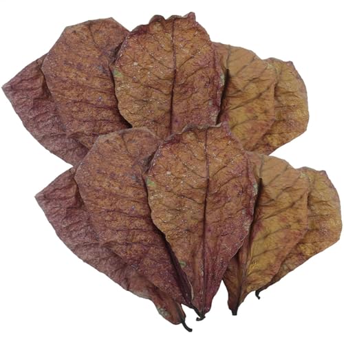 Betta Fish Habitat Leaves – Betta Fish Ph-Balance-Blätter, pH-ausgleichende Garnelenblätter | Betta-Aquarium-Conditioner mit Mandelblättern, Wasserpflege, Mandelblätter für die Gesundheit von Betta- u von Generic