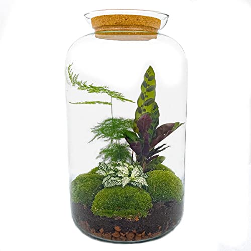 DIY Terrarium - Botanical Sven XL - 43 cm von Generic