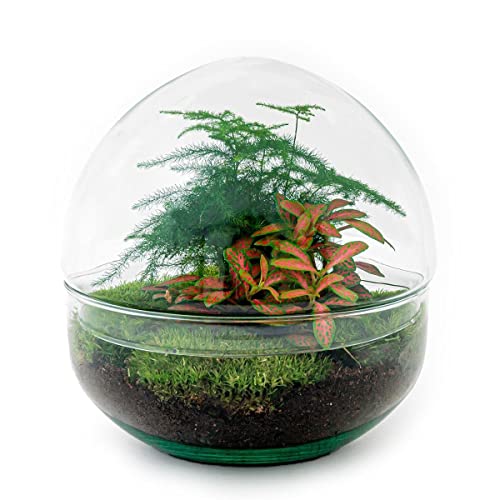 DIY Terrarium - Dome Red - 20 cm von Generic