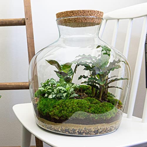 DIY Terrarium - Fat Joe - 30 cm von Generic