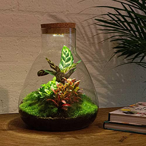 DIY Terrarium - Sam Calathea with Light - 30cm von Generic