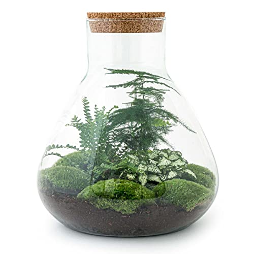 DIY Terrarium - Sam XL - 35cm von Generic