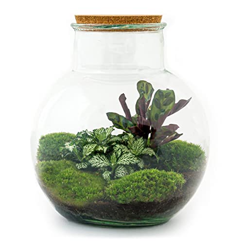 DIY Terrarium - Teddy - 26,5 cm von Generic