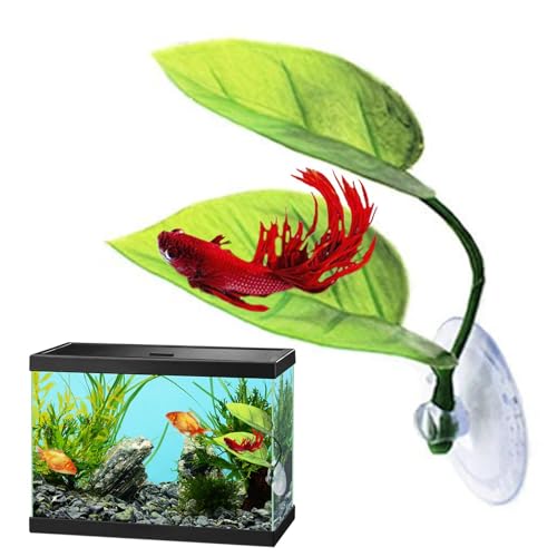 Fisch ruhende Blatt Betta,Betta Bett - Pflanze Blatt Kröte Fisch Laichen,Verbessert die Gesundheit der Betta durch Simulation des natürlichen Lebensraums der Laichgründe der Betta. Fisch ruhende Blatt Betta,Betta Bett - Pflanze Blatt Kröte Fisch Laichen,Verbessert die Gesundheit der Betta durch Simulation des natürlichen Lebensraums der Laichgründe der Betta. von Generic