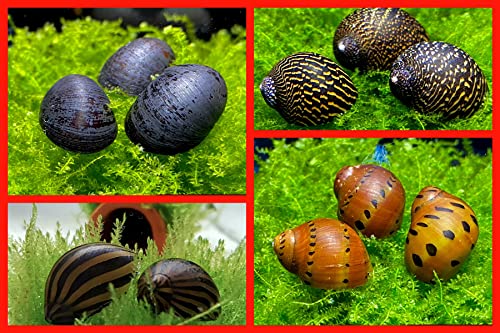 3 Rennschnecke + 1x Napfschnecke - Anti Algen Schnecken Set fürs Aquarium von Generic