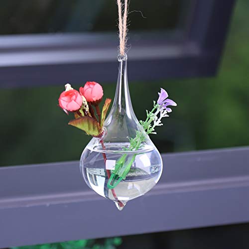 Hängendes Glasterrarium, Transparentes Terrarium für Fenster für Luftpflanzen von Generic