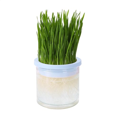 Katzengras -Pflanzer - Hydroponischer Katzengras -Pflanzer | Clear Hydroponic Vase Cat Grass Box | Cat Pflanzer Pet Accessoire | Haarbälle verhindern | Perfekt für Katzen im Innen- und Außenbereich. von Generic