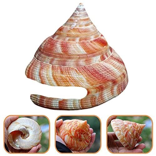 Orange Tower Schnecke Grün Natürliche Muschelmuschel Fisch Krabbe Dekoration Landschaft Muschel Einsiedler Geschenke Tank Schalentiere Exemplare von Generic