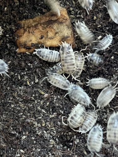 Asseln | Porcellio Leavis | Panda | Bodenpolizei für Terrarium | Futtertiere | Futterinsekten von Generic