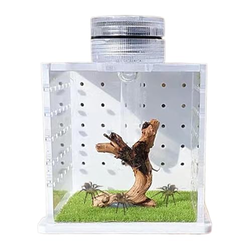 Springspinnen-Terrarium - Vogelspinnentank - Zuchtbox Betende Mantis Lebensraum, Kleines Reptilienbecken mit leichtem Luftbefeuchter und Futteranschluss für Amphibien und andere Wirbellose Springspinnen-Terrarium - Vogelspinnentank - Zuchtbox Betende Mantis Lebensraum, Kleines Reptilienbecken mit leichtem Luftbefeuchter und Futteranschluss für Amphibien und andere Wirbellose von Generic