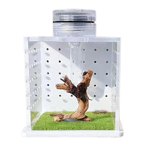 Lizard Käfige, Clear Frog Tank Enclosure, 3,15 x 2,56 x 2,56 Zoll Feeding und Breeding Box mit Licht Luftbefeuchter, Reptilienwohnung für kleine Tree-Dwelling Reptilien, Amphibien und Spiders von Générique