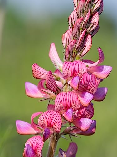 1 Kg Samen Esparsette Onabrychis viciifolia Tier Futter Wildblume Bienen Pferde von Generisch