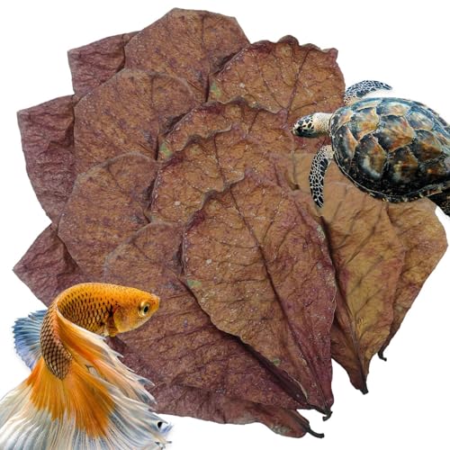 Betta Garnelenblätter – Katappa-Blätter | Mandelblätter für Betta-Fische | pH-Balance-Wasseraufbereiter für Aquarium, Schildkrötenbecken, Aquarium für Schildkröten, Garnelen, Wels, von Generisch