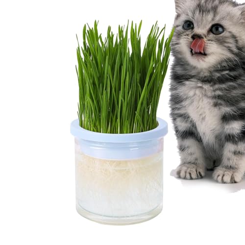 Cat Senses Gras-Pflanzgefäß – Haustier-Gras-Pflanzgefäß, transparentes hydroponisches Katzengras-Tablett | Haustierzubehör, Katzenpflanzgefäß, Keimtablett für Katzen im Innen- und Außenbereich, Kätzch von Generisch