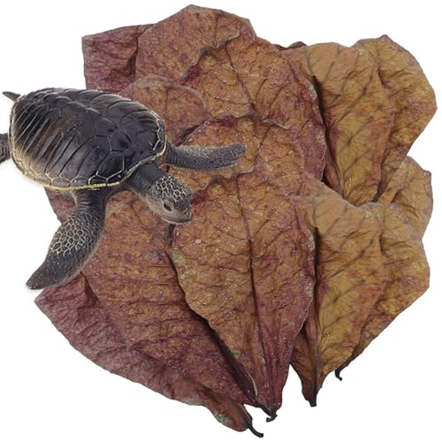 Catappa Leaves – Aquarium Mandelblätter | Natürliche Garnelenblätter Aquarium | pH-Balance Wasseraufbereiter für Fischtank, Schildkrötenbecken und Aquarium, Nestzubehör für Schlangenechsen, Frösche Catappa Leaves – Aquarium Mandelblätter | Natürliche Garnelenblätter Aquarium | pH-Balance Wasseraufbereiter für Fischtank, Schildkrötenbecken und Aquarium, Nestzubehör für Schlangenechsen, Frösche von Generisch