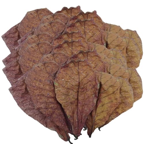 Catappa Leaves - Mandelblätter für Aquarium | Aquarium mit natürlichen Garnelenblättern | PH Balance Wasseraufbereiter für Aquarium, Aquarium für Schildkröten und Aquarium, Zubehör von Generisch