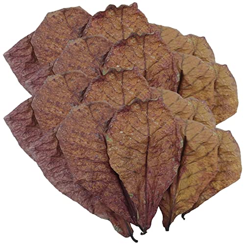 Catappa Leaves | Natürliche Terminalia Catappa Leaves | Wasseraufbereiter Catappa Leaves Aquarium | Catappa Indische Mandelblätter | Indische Mandelblätter | Mandelblatt für Aquarien von Generisch