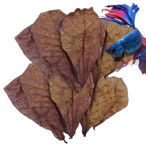 Catappa Leaves | Natürliche Terminalia Catappa Leaves | Wasseraufbereiter Catappa Leaves Aquarium | Catappa Indische Mandelblätter | Indische Mandelblätter | Mandelblatt für Aquarien von Generisch