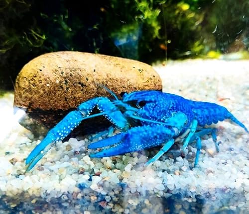 Garnelenglück- Blauer Floridakrebs - Procambarus alleni - 2 Stück (3-5 cm) von Generisch